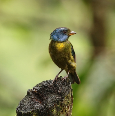 Moss-backed Tanager